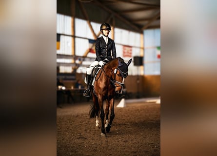 Poney de selle allemand, Jument, 9 Ans, 148 cm, Bai