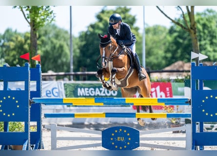 Poney de selle allemand, Jument, 9 Ans, 148 cm, Bai