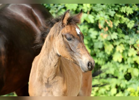 Poney de selle allemand, Jument, Poulain (04/2025), 146 cm, Bai