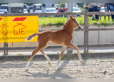 Poney de selle allemand, Jument, Poulain (04/2024), 148 cm, Bai