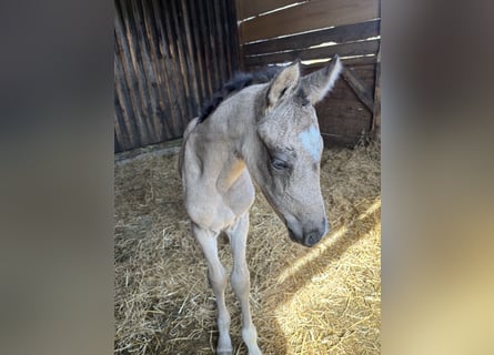 Poney de selle allemand, Jument, , 150 cm, Buckskin