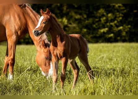 Poney de selle allemand, Jument, Poulain (05/2025), Alezan