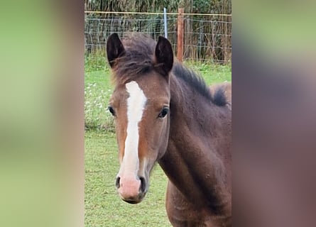 Poney de selle allemand, Jument, Poulain (05/2024), Bai brun