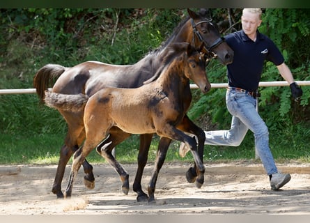 Poney de selle allemand, Jument, Poulain (04/2026), Bai brun