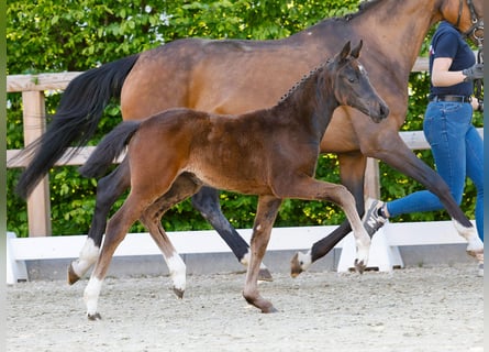 Poney de selle allemand, Jument, , Bai brun