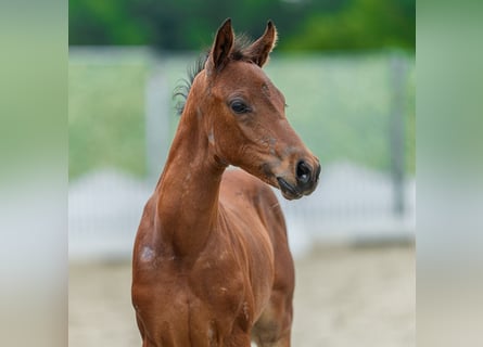 Poney de selle allemand, Jument, Poulain (05/2026), Bai
