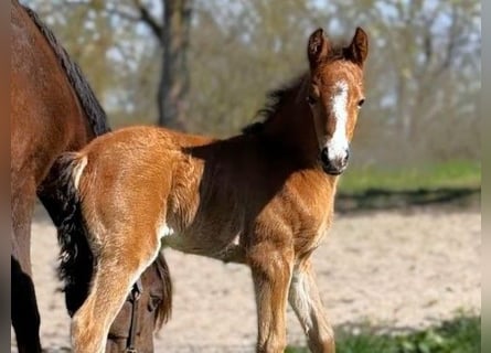 Poney de selle allemand, Jument, Poulain (03/2026), Bai