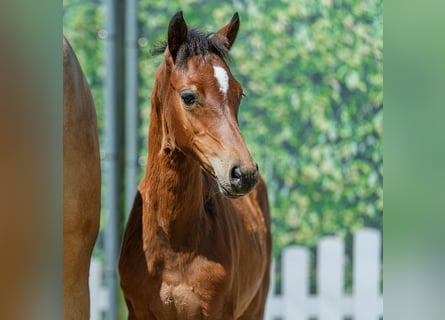 Poney de selle allemand, Jument, Poulain (04/2026), Bai