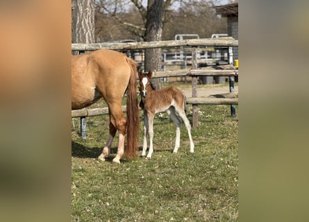 Poney de selle allemand, Jument, , Bai
