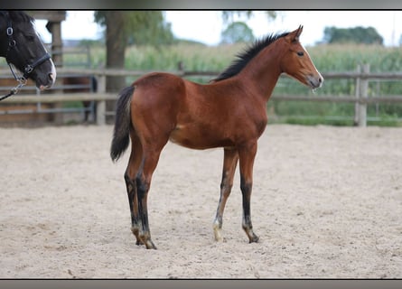 Poney de selle allemand, Jument, Poulain (04/2025)