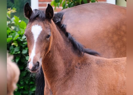 Poney de selle allemand, Jument, Poulain (03/2024)