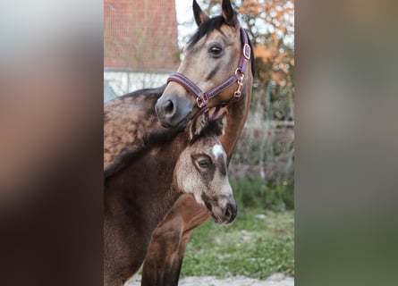 Poney de selle allemand, Jument, Poulain (03/2026)