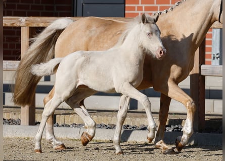 Poney de selle allemand, Jument, , Cremello
