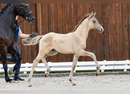 Poney de selle allemand, Jument, Poulain (05/2025), Isabelle