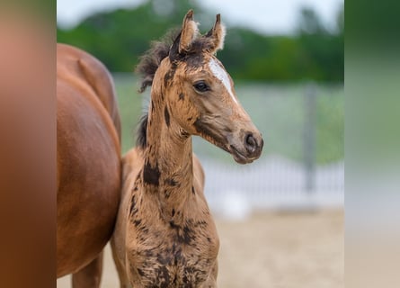 Poney de selle allemand, Jument, Poulain (05/2026), Isabelle