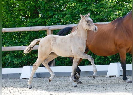 Poney de selle allemand, Jument, , Isabelle
