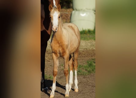 Poney de selle allemand, Jument, Poulain (05/2025), Palomino
