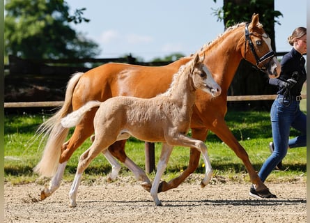 Poney de selle allemand, Jument, , Palomino