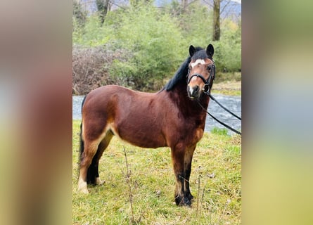 Poney de selle belge, Hongre, 15 Ans, 122 cm, Bai
