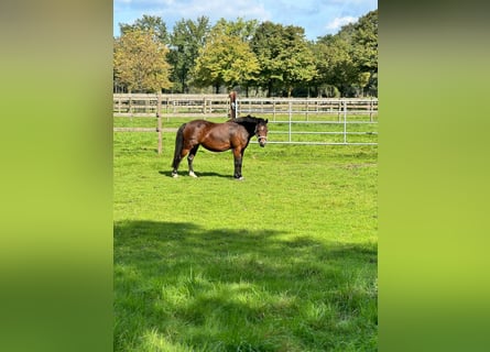 Poney de selle belge, Jument, 12 Ans, 116 cm