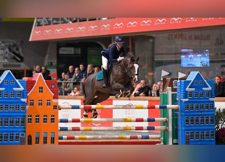 Poney de selle belge, Jument, 18 Ans