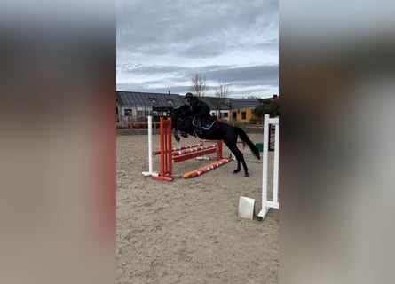 Poney de selle belge, Jument, 6 Ans, 147 cm, Noir