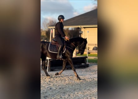 Poney de selle belge, Jument, 6 Ans, 148 cm, Noir