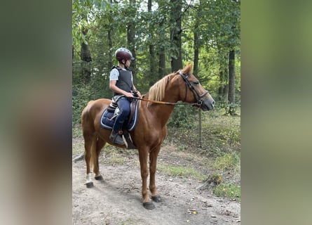 Poney de selle belge, Jument, 7 Ans, 145 cm, Alezan
