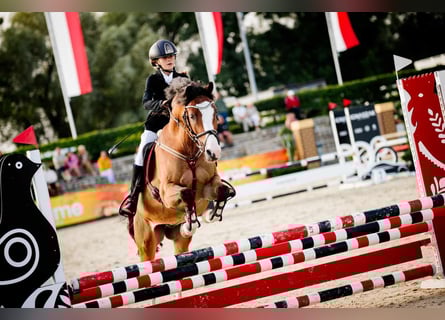 Poney de selle polonais, Hongre, 17 Ans, 148 cm, Bai cerise