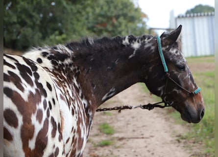 Poney de selle polonais, Hongre, 2 Ans, 147 cm, Léopard