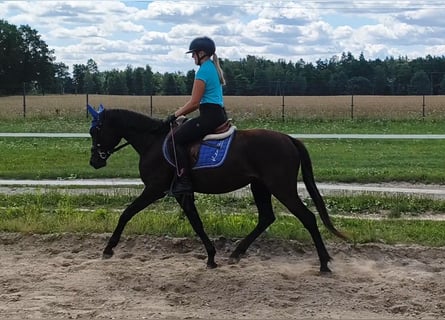 Poney de selle polonais Croisé, Hongre, 4 Ans, 152 cm, Bai brun foncé
