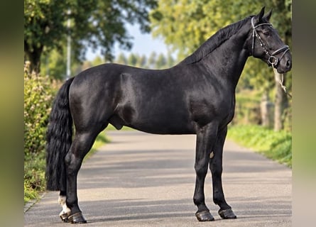 Poney de selle polonais, Hongre, 4 Ans, 170 cm, Noir