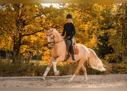 Poney de selle polonais, Hongre, 5 Ans, 153 cm, Palomino