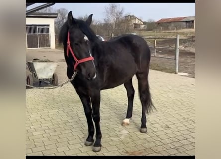 Poney de selle polonais, Jument, 3 Ans, 147 cm, Noir