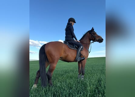 Poney de sport tchèque, Hongre, 13 Ans, 148 cm, Bai