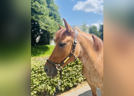 Poney de sport tchèque, Jument, 10 Ans, 143 cm, Alezan