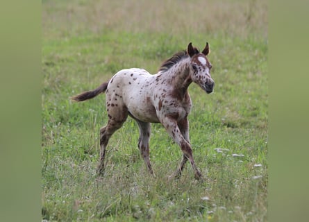 Poney des Amériques, Étalon, Poulain (04/2024), 130 cm, Léopard