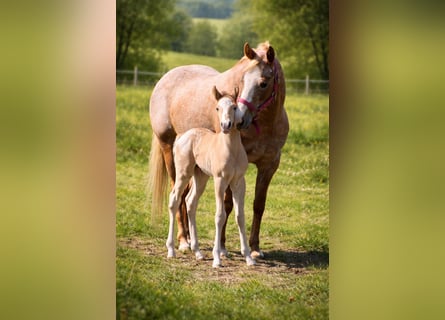Poney des Amériques, Étalon, Poulain (01/2026), 145 cm, Alezan dun