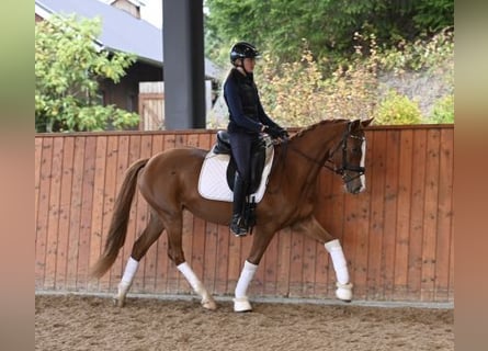 Poney des Amériques, Hongre, 10 Ans