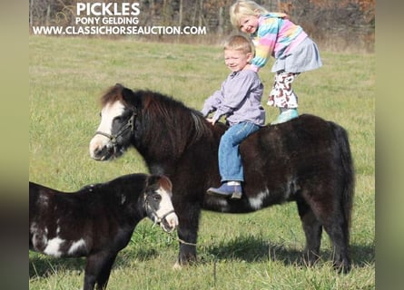 Poney des Amériques, Hongre, 11 Ans, 99 cm, Noir