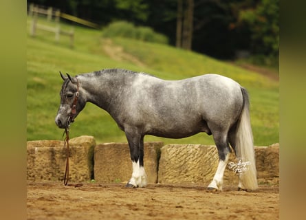 Poney des Amériques, Hongre, 5 Ans, 114 cm, Gris