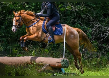 Poney des Amériques, Hongre, 5 Ans, 140 cm, Alezan dun