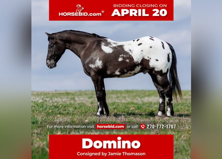 Poney des Amériques Croisé, Hongre, 5 Ans, 147 cm, Pinto