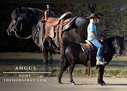 Poney des Amériques, Hongre, 5 Ans, 91 cm, Noir