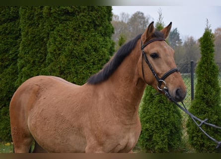 Poney Felinski, Hongre, 3 Ans, 147 cm, Isabelle