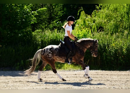Poney Felinski, Hongre, 5 Ans, 142 cm, Léopard