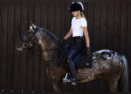 Poney Felinski, Hongre, 5 Ans, 142 cm, Léopard