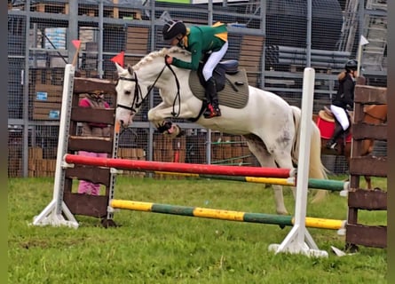 Poney Felinski, Jument, 7 Ans, 140 cm, Léopard
