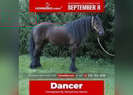 Poney Fell, Hongre, 6 Ans, 140 cm, Noir