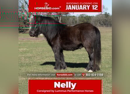 Poney Fell, Hongre, 9 Ans, 107 cm, Noir
